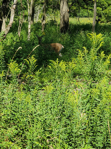 Nature Preserve «McDonald Woods Forest Preserve», reviews and photos, 19611 W Grass Lake Rd, Lake Villa, IL 60046, USA