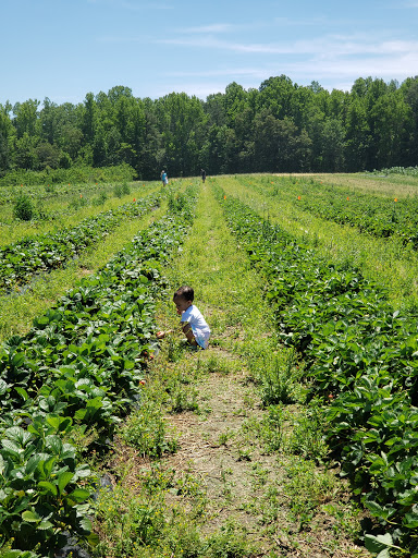 Produce Market «Mt Olympus Berry Farm», reviews and photos, 23298 Jefferson Davis Hwy, Ruther Glen, VA 22546, USA