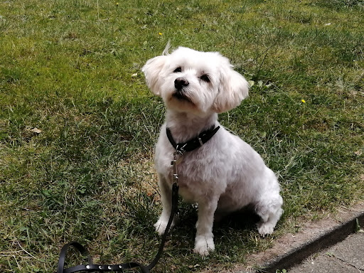 Emmy’s Tierparadies - Hundesalon, Tierbetreuung und Tierbedarf Eggenstein Karlsruhe unter Eggenstein-Leopoldshafen, 