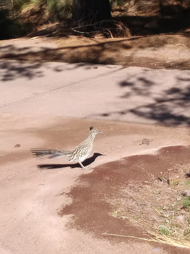 Golf Course «Raven Golf Club - Phoenix», reviews and photos, 3636 E Baseline Rd, Phoenix, AZ 85042, USA