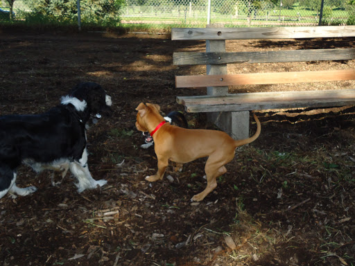 Dog Park «St. Anthony Parkway Off-Lease Dog Park», reviews and photos, 700 St Anthony Pkwy, Minneapolis, MN 55418, USA