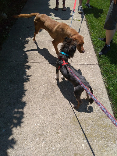 Animal Shelter «South Suburban Humane Society», reviews and photos