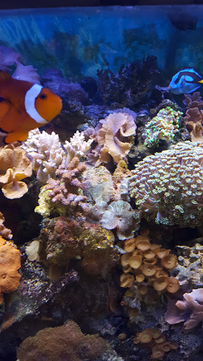 Pet Store «Critter Pet Shop», reviews and photos, 19309 Ecorse Rd, Allen Park, MI 48101, USA