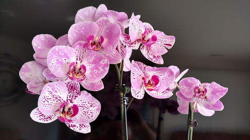 Supermarket «ALDI», reviews and photos, 975 E State St, Geneva, IL 60134, USA