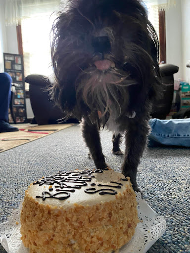 Pet Supply Store «Three Dog Bakery Inc», reviews and photos, 13904 Town Center Blvd # 200, Noblesville, IN 46060, USA