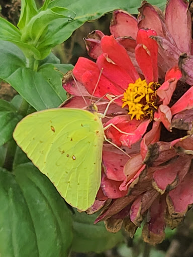 Fruit and Vegetable Store «Henley Farm», reviews and photos, 3513 Charity Neck Rd, Virginia Beach, VA 23456, USA