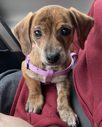 Pet Store «The Pet Zone», reviews and photos, 2001 South Rd, Poughkeepsie, NY 12601, USA