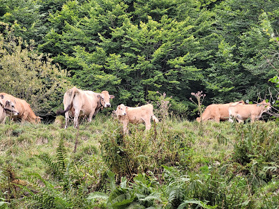 Parking petche à Ax-les-Thermes