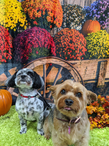 Niles Pet Salon & Resort llc