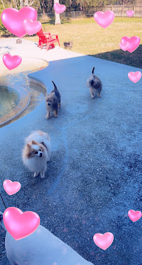 Paws & Whiskers Pet Sitting by Joyce - Photo 4 - Car repair in , Palm Bay