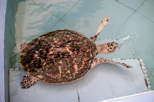 Turtle Conservation and Information Centre Melaka, image