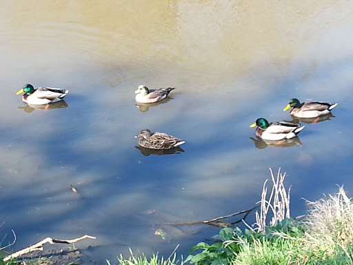 Park «Randol Mill Park», reviews and photos, 1901 W Randol Mill Rd, Arlington, TX 76012, USA