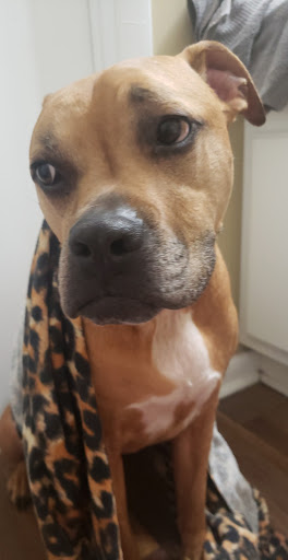 Pet Supply Store «Petco Animal Supplies», reviews and photos, 1605 Beltline Rd SW, Decatur, AL 35601, USA