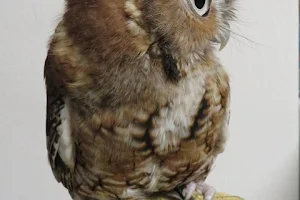 International Owl Center image