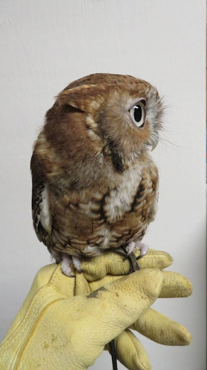 International Owl Center