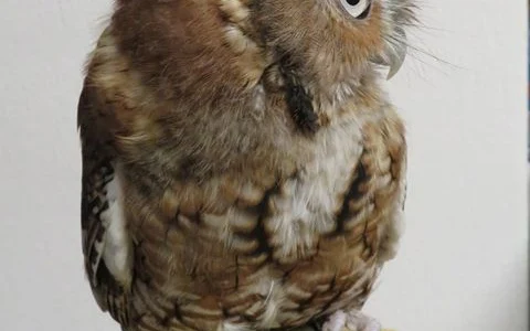 International Owl Center image