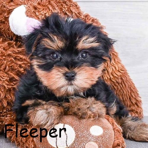 Pet Store «Pet Express», reviews and photos, 250 Granite St, Braintree, MA 02184, USA