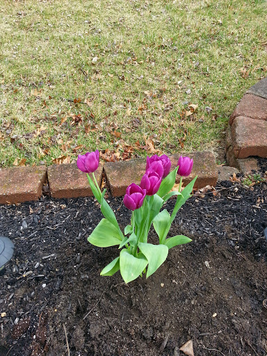 Park «Glassboro Wildlife Management Area», reviews and photos, Fries Mill Rd, Clayton, NJ 08312, USA