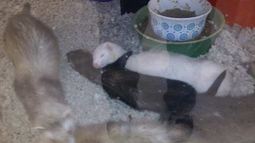 Pet Supply Store «Petco Animal Supplies», reviews and photos, 8164 Mall Pkwy, Lithonia, GA 30038, USA