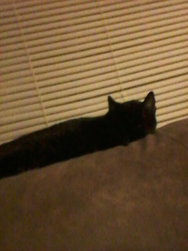 Pet Supply Store «Petco Animal Supplies», reviews and photos, 1507 Rockville Pike, Rockville, MD 20852, USA