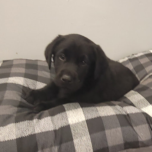 Pet Store «PV Pets», reviews and photos, 233 S Broadway, Pennsville, NJ 08070, USA