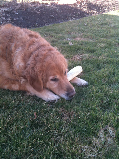 Pet Store «Pets Place Grooming», reviews and photos, 1272 SW California Blvd, Port St Lucie, FL 34953, USA