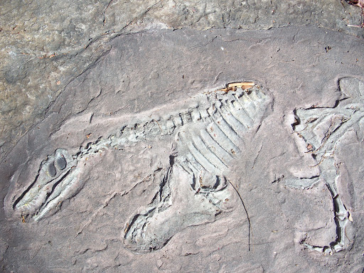 Tourist Attraction «Leonhardt Lagoon Nature Walk», reviews and photos, 1121 1st Ave, Dallas, TX 75210, USA