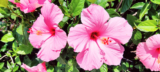 Shopping Mall «Tahitian Gardens», reviews and photos, 1975 Periwinkle Way, Sanibel, FL 33957, USA