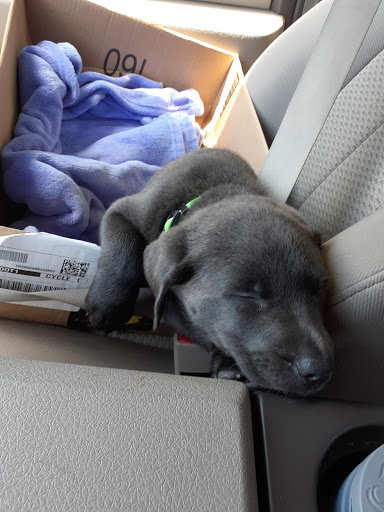 Pet Supply Store «PetSmart», reviews and photos, 1116 S Rochester Rd, Rochester Hills, MI 48307, USA