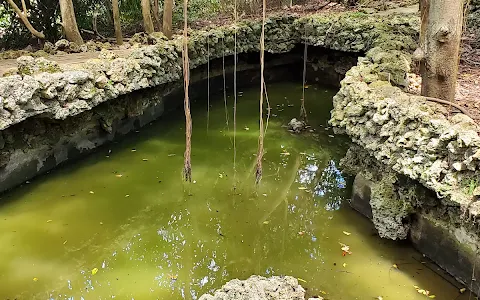 Barbados Wildlife Reserve image