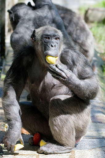 Leintalzoo Schwaigern unter Schwaigern, 