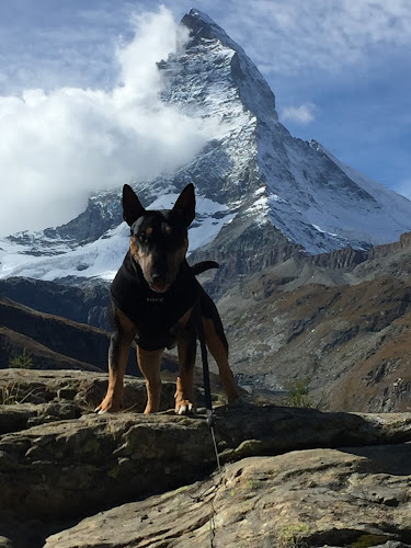 Rezensionen über DogzRock Zermatt in Sitten - Hundeschule