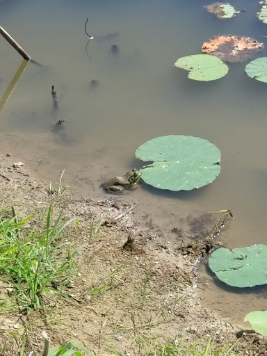 Golf Course «Lake of the Woods Golf Course», reviews and photos, 405 N Lake of the Woods Rd, Mahomet, IL 61853, USA