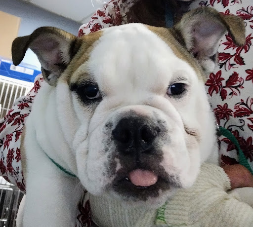 Pet Supply Store «The Dog House», reviews and photos, 4237 S Alameda St, Corpus Christi, TX 78412, USA