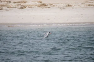 Wrightsville Beach Scenic Tours image