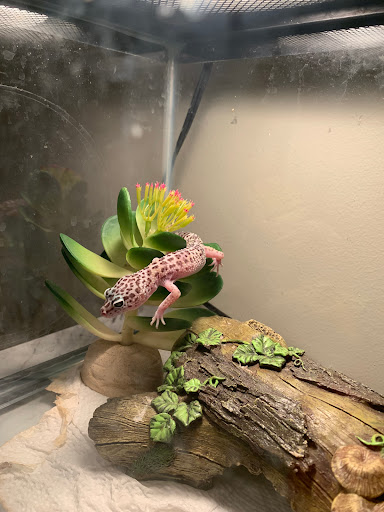 Pet Store «Mike Pet Center LLC», reviews and photos, 133 NJ-35, Neptune City, NJ 07753, USA