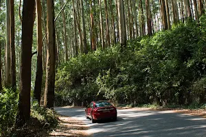 Eucalyptus trees Forest image