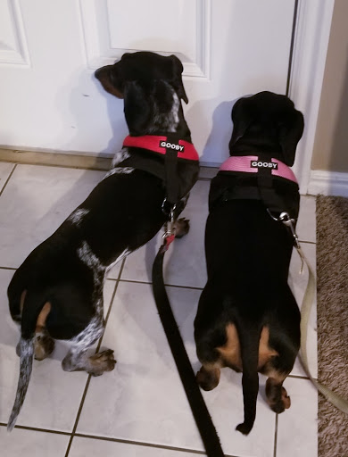 Pet Supply Store «Petco Animal Supplies», reviews and photos, 1090 Fort Union Blvd, Midvale, UT 84047, USA