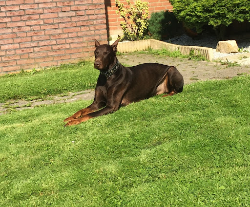 ANUBIS-Tierbestattungen Neukirchen-Vluyn unter Neukirchen-Vluyn, 