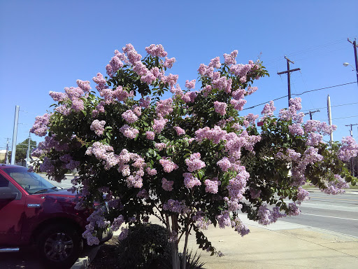 Park «Lake Cliff Park», reviews and photos, 300 E Colorado Blvd, Dallas, TX 75201, USA