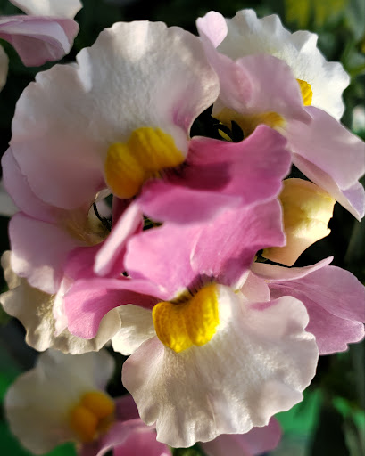 Garden Center «Dees Nursery & Florist», reviews and photos, 69 Atlantic Ave, Oceanside, NY 11572, USA