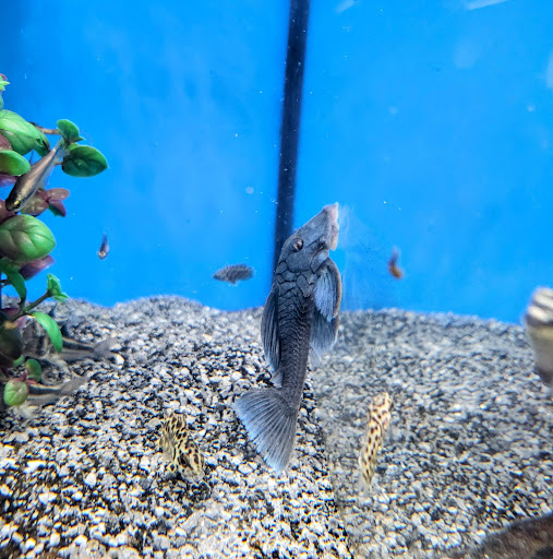 Pet Store «Bluewater Zoo Exotic Aquariums & Reptiles», reviews and photos, 159 Miracle Strip Pkwy SE, Fort Walton Beach, FL 32548, USA