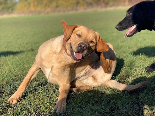 Reviews of Django's Doggy Daycare in Norwich - Dog trainer