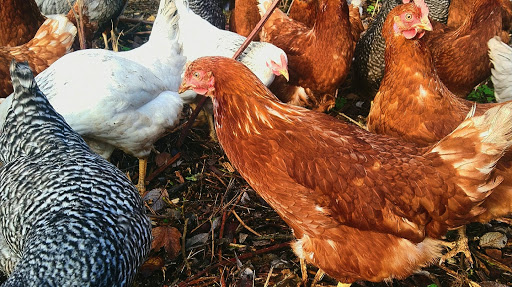 Nibley Bird Farm