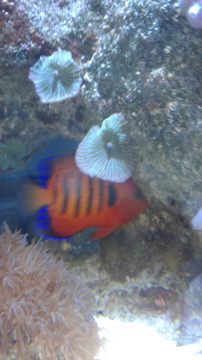 Tropical Fish Store «Fishy Business», reviews and photos, 911 E Church St, Lexington, TN 38351, USA