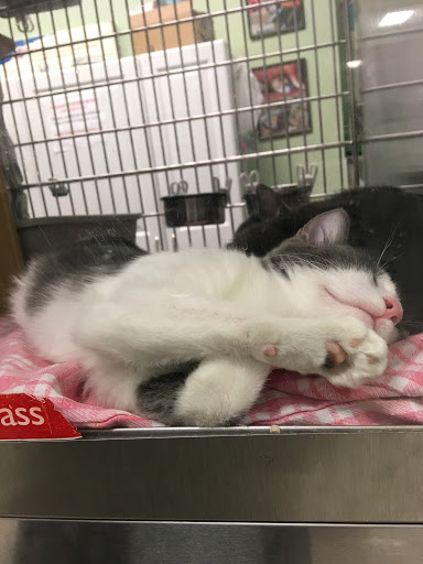 Pet Supply Store «PetSmart», reviews and photos, 1411 S Harbor Blvd, Fullerton, CA 92832, USA