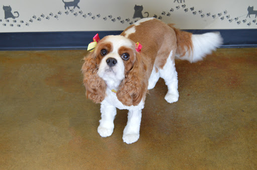 Pet Groomer «iPaw Pet Salons (Evans Rd.)», reviews and photos, 20770 US-281 #106, San Antonio, TX 78258, USA