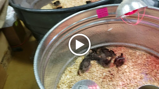 Animal Feed Store «Russell Feed & Supply Decatur», reviews and photos, 1817 US-287, Decatur, TX 76234, USA