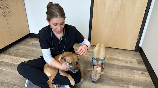 Pine Point Animal Hospital image