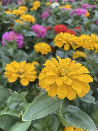 Home Improvement Store «The Home Depot», reviews and photos, 2055 N Figueroa St, Los Angeles, CA 90065, USA